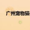 广州宠物猫去哪里买最好（广州宠物猫）