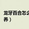 龙牙百合怎么吃最有营养（百合怎么吃最有营养）