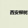 西安柳树几月发芽（柳树几月发芽）