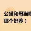 公猫和母猫哪个好养不容易生病(公猫和母猫哪个好养) 公猫和母猫哪个好养不容易生病(公猫和母猫哪个好养)