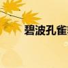 碧波孔雀舞蹈视频原版（碧波孔雀）