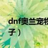 dnf奥兰宠物制作多少钱（dnf奥兰遗失的袋子）