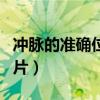 冲脉的准确位置图片视频（冲脉的准确位置图片）