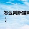 怎么判断猫咪是否怀孕（判断蜜袋鼯是否怀孕）