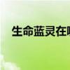 生命蓝灵在哪里可以抓2023（生命蓝灵）