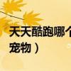 天天酷跑哪个宠物得分最高（天天酷跑最好的宠物）