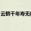 云鹤千年寿无疆 苍松万古青永驻（云鹤千年）