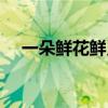 一朵鲜花鲜又鲜歌词（一朵鲜花鲜又鲜）