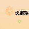 长腿蜈蚣咬人吗（蜈蚣咬人吗）