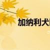 加纳利犬图片大全(加纳利犬图片) 加纳利犬图片大全(加纳利犬图片)