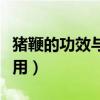 猪鞭的功效与作用吃法大全（猪鞭的功效与作用）