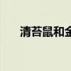 清苔鼠和金苔鼠有什么区别（清苔鼠）
