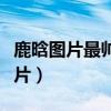 鹿晗图片最帅照片壁纸屏保（鹿晗图片最帅照片）