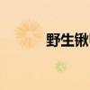 野生锹甲吃什么（锹甲吃什么）