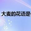 大麦的花语是什么意思（大麦的花语是什么）