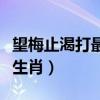 望梅止渴打最佳一个生肖（望梅止渴开过什么生肖）