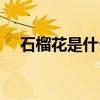 石榴花是什么颜色（迎春花是什么颜色）