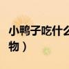 小鸭子吃什么食物才能养活（小鸭子吃什么食物）