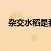 杂交水稻是我们吃的大米吗?（杂交水稻）