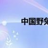 中国野兔最多的地方（中国野兔）