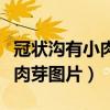 冠状沟有小肉芽不疼不痒是啥呀（冠状沟有小肉芽图片）