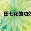 田七花的功效与作用吃法（田七花的功效）