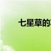 七星草的功效与作用图片（七星草）