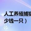 人工养殖捕猎用极品金雕多少钱一只（金雕多少钱一只）
