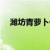 潍坊青萝卜什么时候收获（潍坊青萝卜）