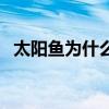 太阳鱼为什么不能吃（太阳鱼的营养价值）