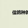 信鸽种鸽多少钱一对（信鸽种鸽）