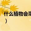 什么植物会溜冰脑筋急转弯（什么植物会溜冰）