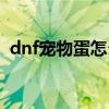 dnf宠物蛋怎么孵化(dnf宠物蛋有什么用) dnf宠物蛋怎么孵化(dnf宠物蛋有什么用)