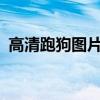 高清跑狗图片大全2023年（gaoqingpao）