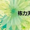 栋力无悔讲什么（栋力无悔）