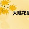 大呲花是啥（大呲花是什么意思）