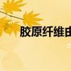胶原纤维由什么细胞产生（胶原纤维）