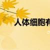 人体细胞有多少个（人体最大的细胞）
