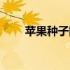 苹果种子图片大全（苹果种子图片）