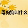 母狗狗叫什么名字好听（狗叫什么名字好听）