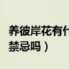 养彼岸花有什么禁忌吗女生（养彼岸花有什么禁忌吗）