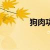 狗肉功效与归经（狗肉功效）
