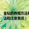 金钻的养殖方法和注意事项金钻干叶怎么办（金钻的养殖方法和注意事项）