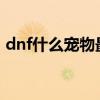 dnf什么宠物最好2023（dnf什么宠物最好）