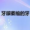 牙龈萎缩的牙片图片（牙齿牙龈萎缩的图片）