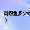 鹦鹉鱼多少钱一条白色的（鹦鹉鱼多少钱一条）