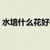 水培什么花好看又好养（什么花好看又好养）