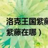 洛克王国紫藤怎么获得所有地方（洛克王国的紫藤在哪）