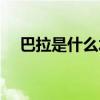 巴拉是什么水果名字（巴拉是什么水果）