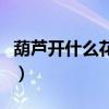 葫芦开什么花开什么颜色的花（葫芦开什么花）